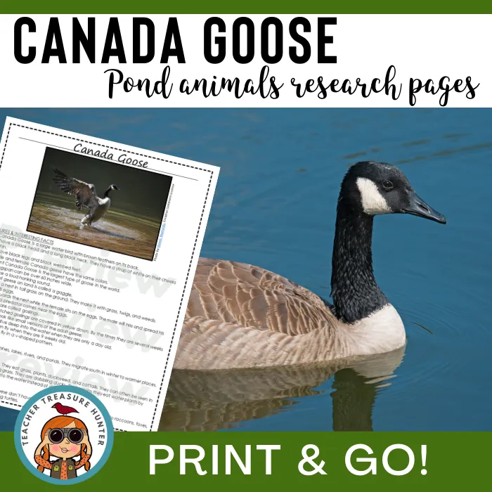 Canada Goose Animal Research Pages for pond study and writing activity